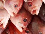 Mercado de Mariscos - Ensenada Fish Market